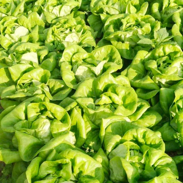 บริษัท เม้าเทนเฟรช มาร์เก็ตติ้ง จำกัด