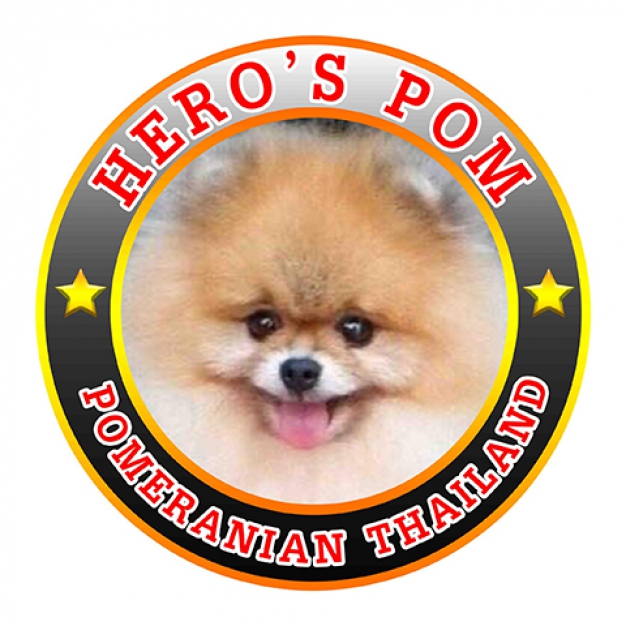 Hero's Pomeranian Thailand