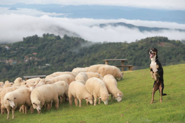 เจ้าหน้าที่จันซื้อ อาข่าฟาร์มวิลล์