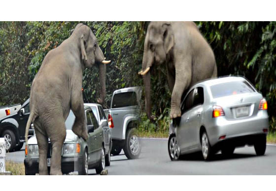 หางาน,สมัครงาน,งาน,ชมภาพระทึก! ช้างเขาใหญ่ไล่ขย่มรถเบนซ์-วีออส